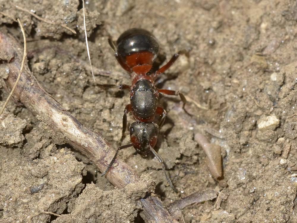 Formica francese: regina di Formica polyctena